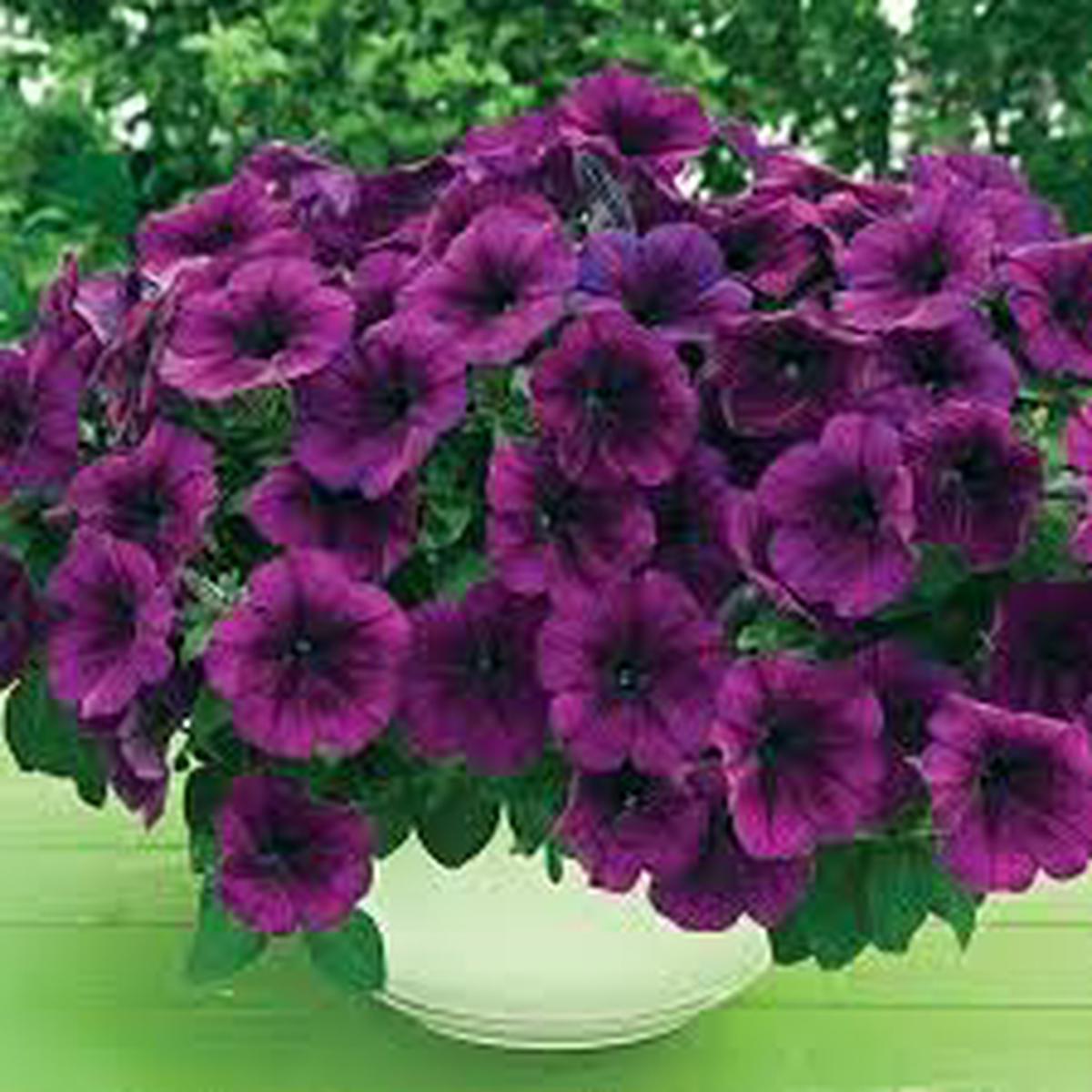 Purple Trailing Petunia Flower Seeds for Planting Cascading, Fast-Growing, Hanging Basket Blooms