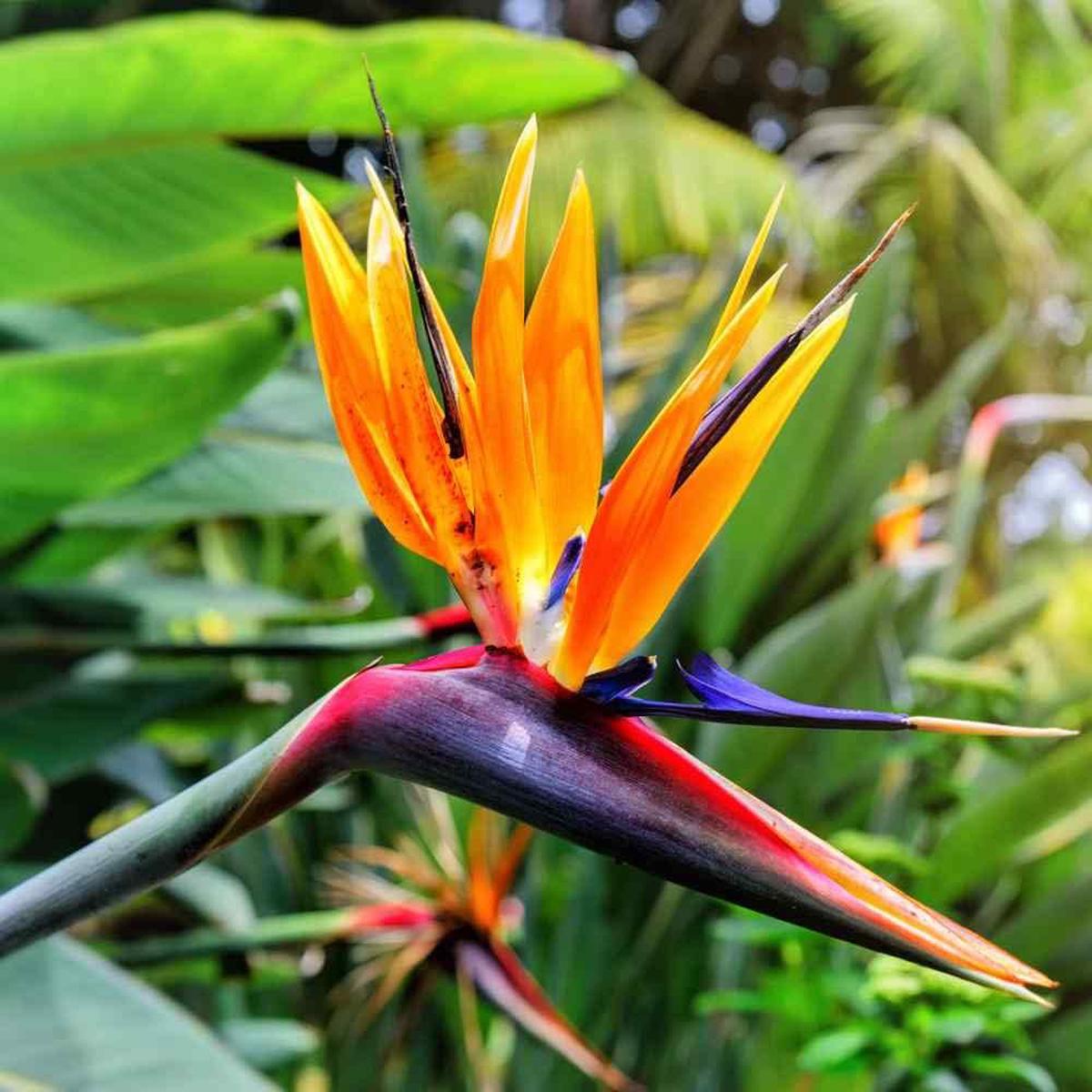 Rainbow Strelitzia Flower seeds for Planting - Premium Quality, Heirloom & GMO Free Seeds for Home Garden