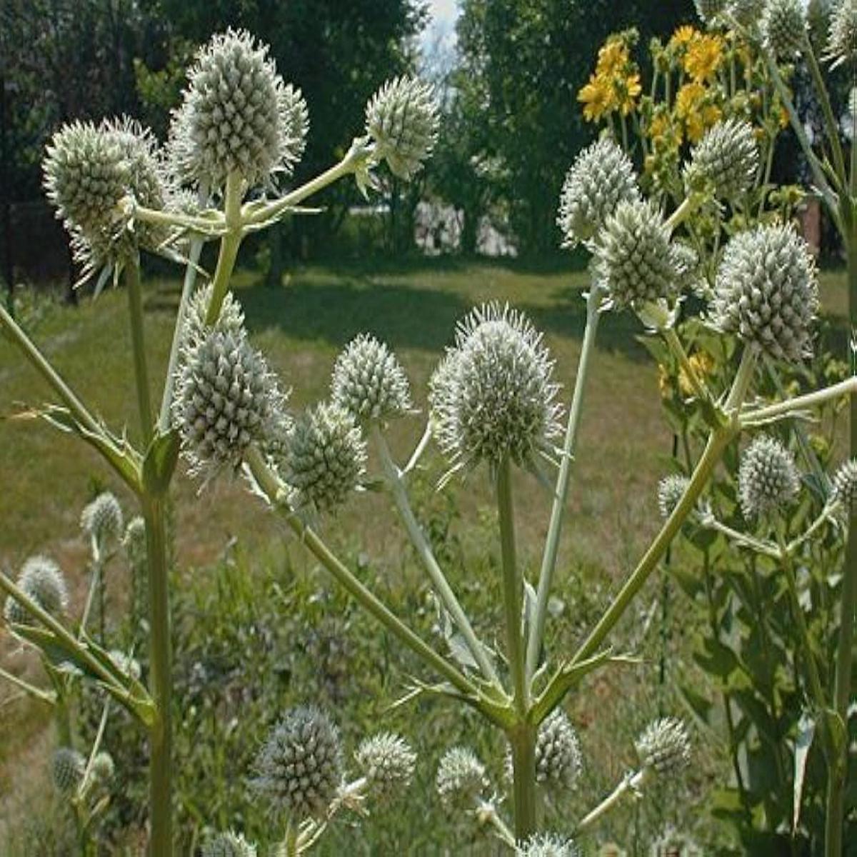 Rattlesnake Master Seeds Eryngium Yuccifolium Drought-Tolerant Perennial