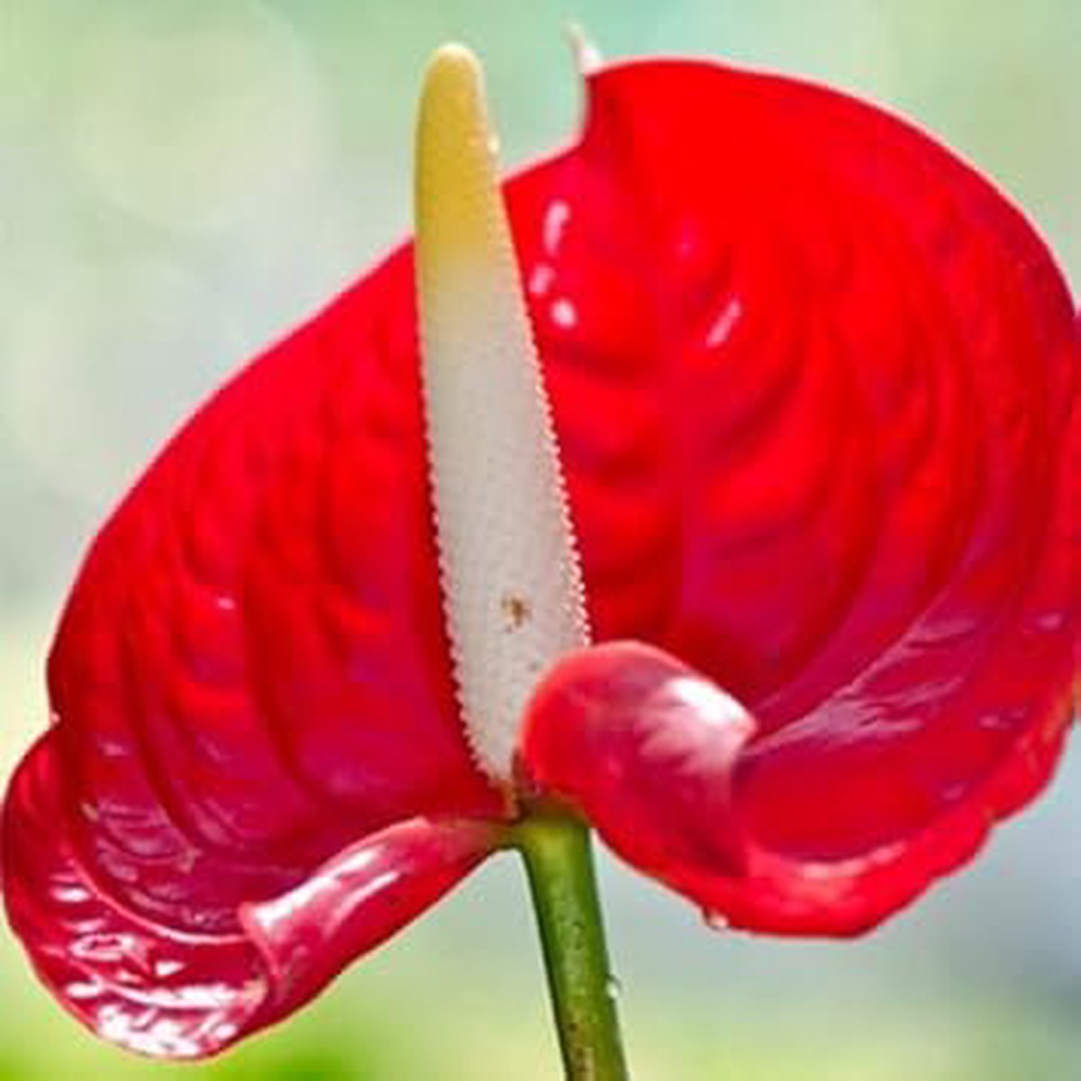 Red Anthurium Flower seeds for Planting - Compact Growth, Heirloom & GMO Free Seeds for Home Garden