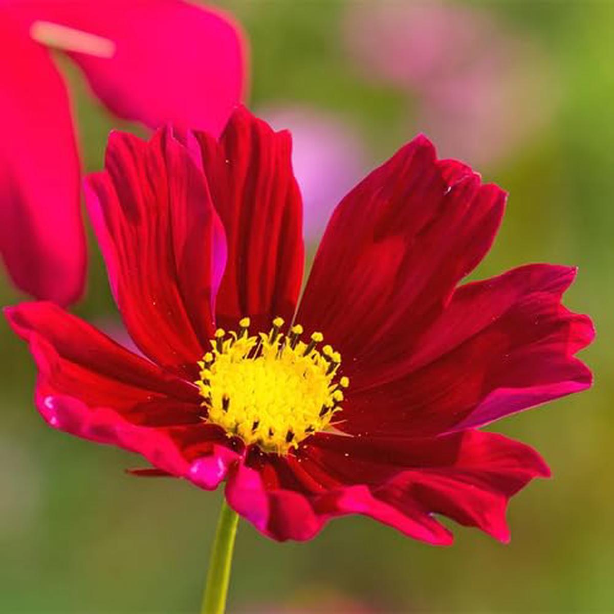Red Cosmos Flower