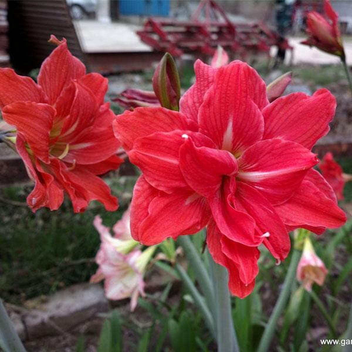 Red Double Narcissus Flower Seeds  Wildflower Mix, Heirloom & Non-GMO for Home Garden
