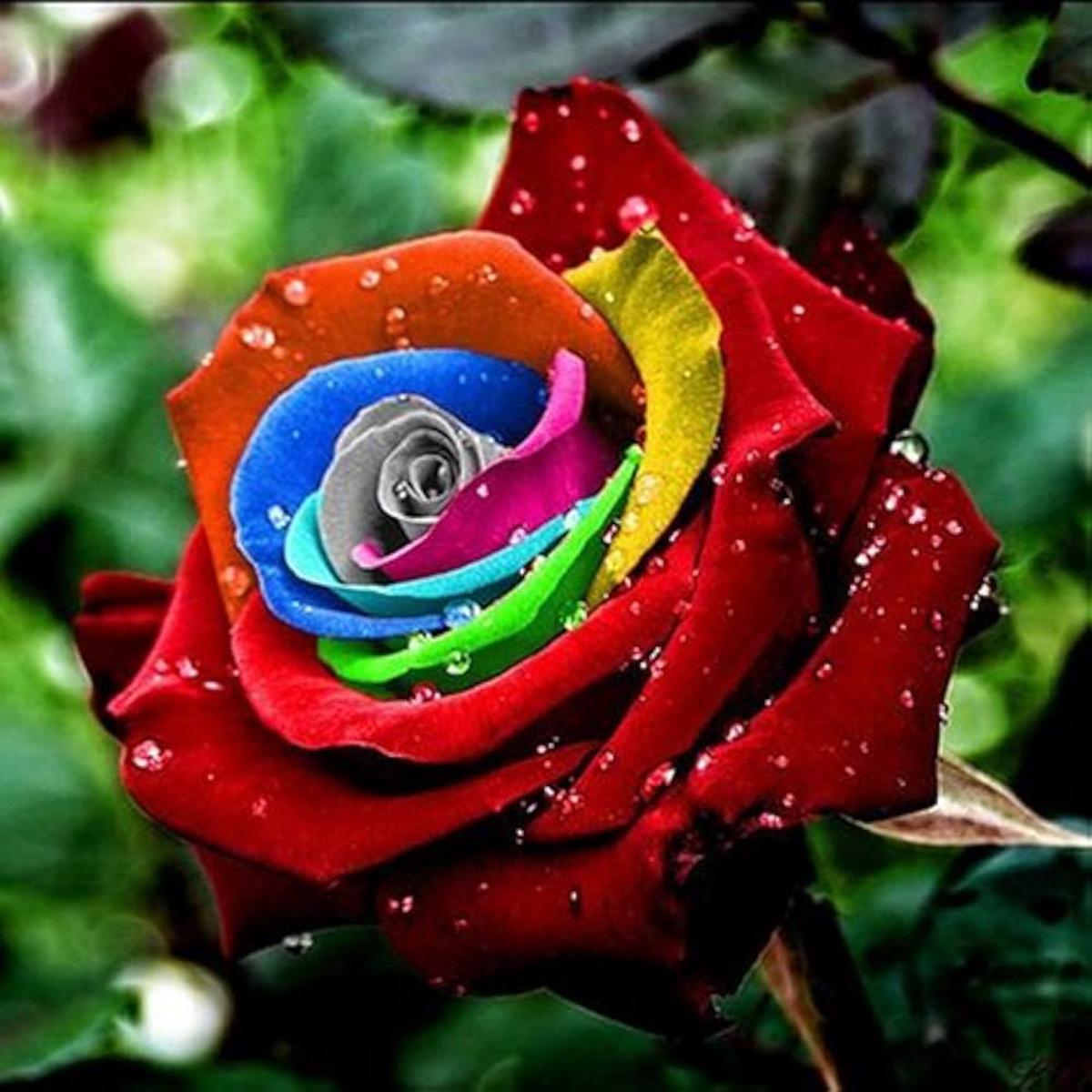 Red Multi-Color Rose Flower Seeds  Heirloom Non-GMO Seeds for Planting, High Germination Organic Garden Seeds