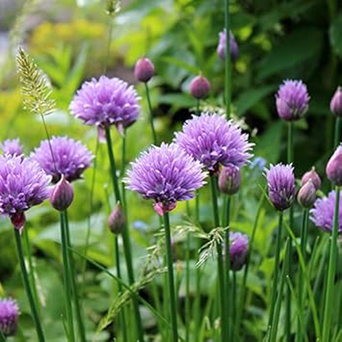 Rustic Ciboulette Flower Seeds Heirloom Non-GMO, Seasonal Bloomer for Home Garden Planting