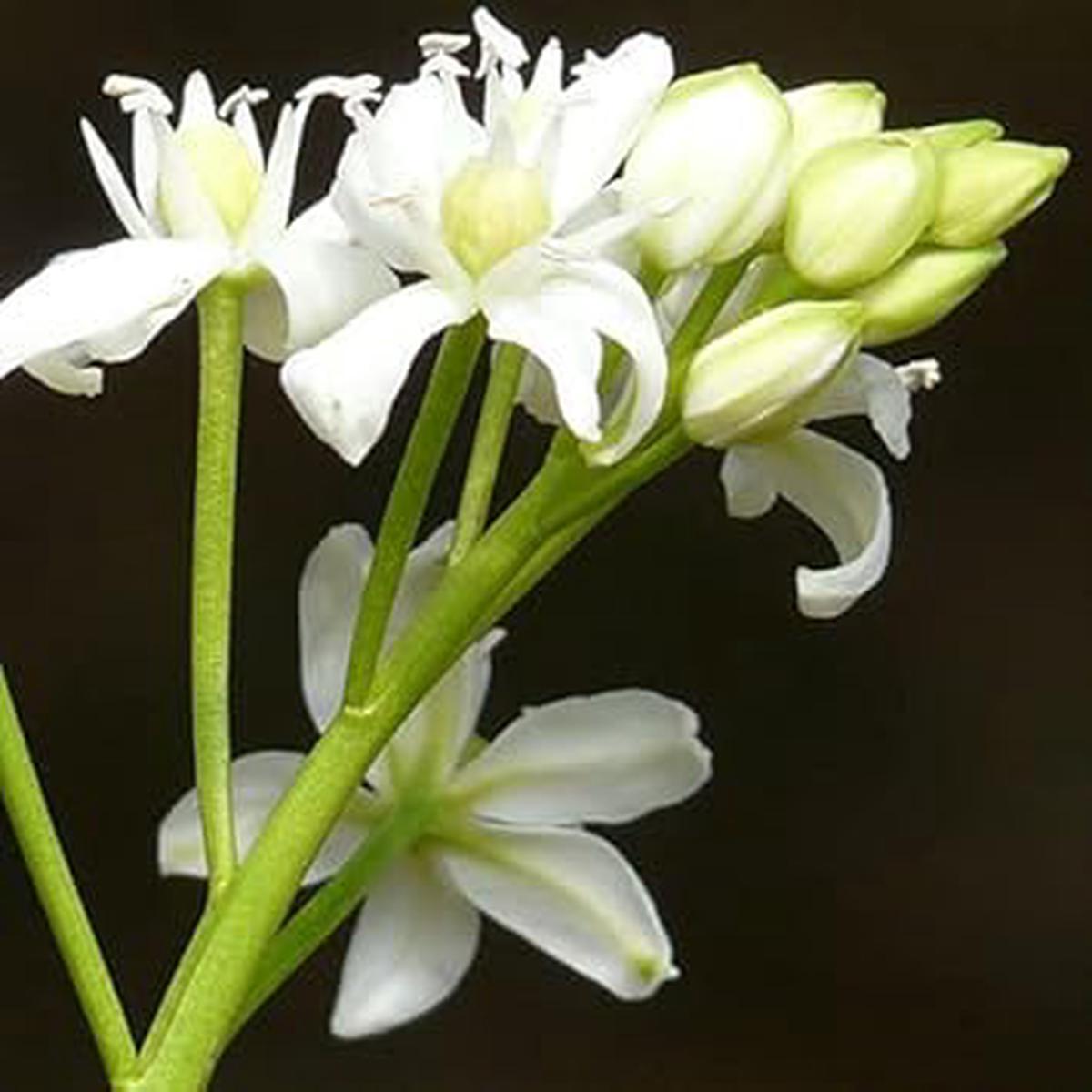 Scilla Siberica Flower seeds for Planting - Colorful Display, Heirloom & GMO Free Seeds for Home Garden