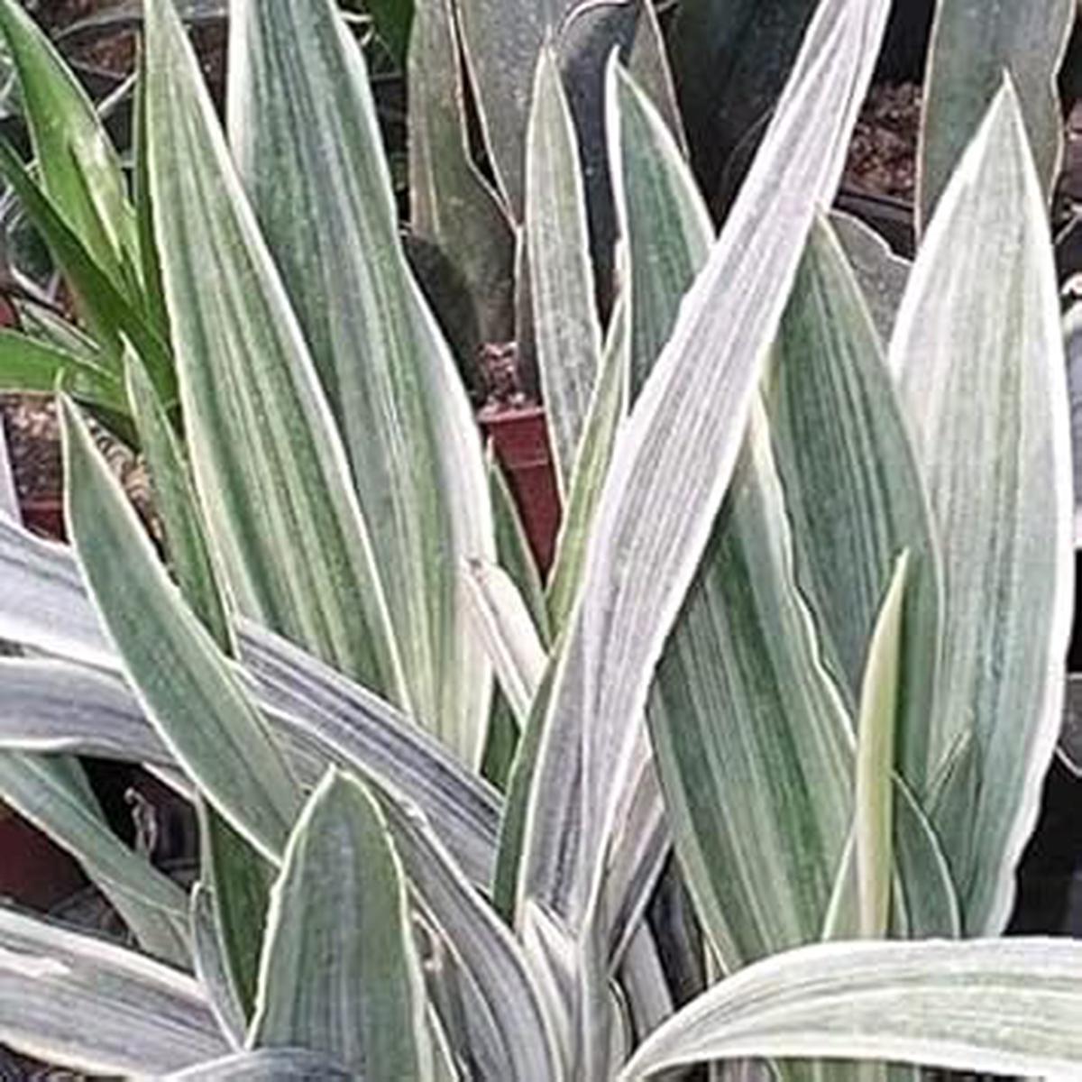 Silver Sansevieria Plant Seeds Heirloom Non-GMO Snake Plant Seeds for Stylish Garden Decor & Indoor Planting