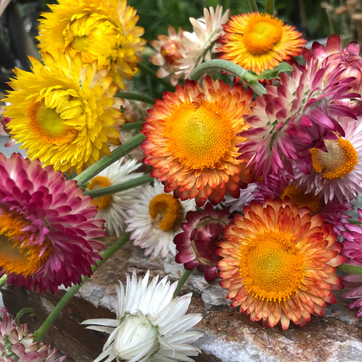 Strawflower Seeds for Planting Heirloom, Non-GMO, Easy to Grow, Annual
