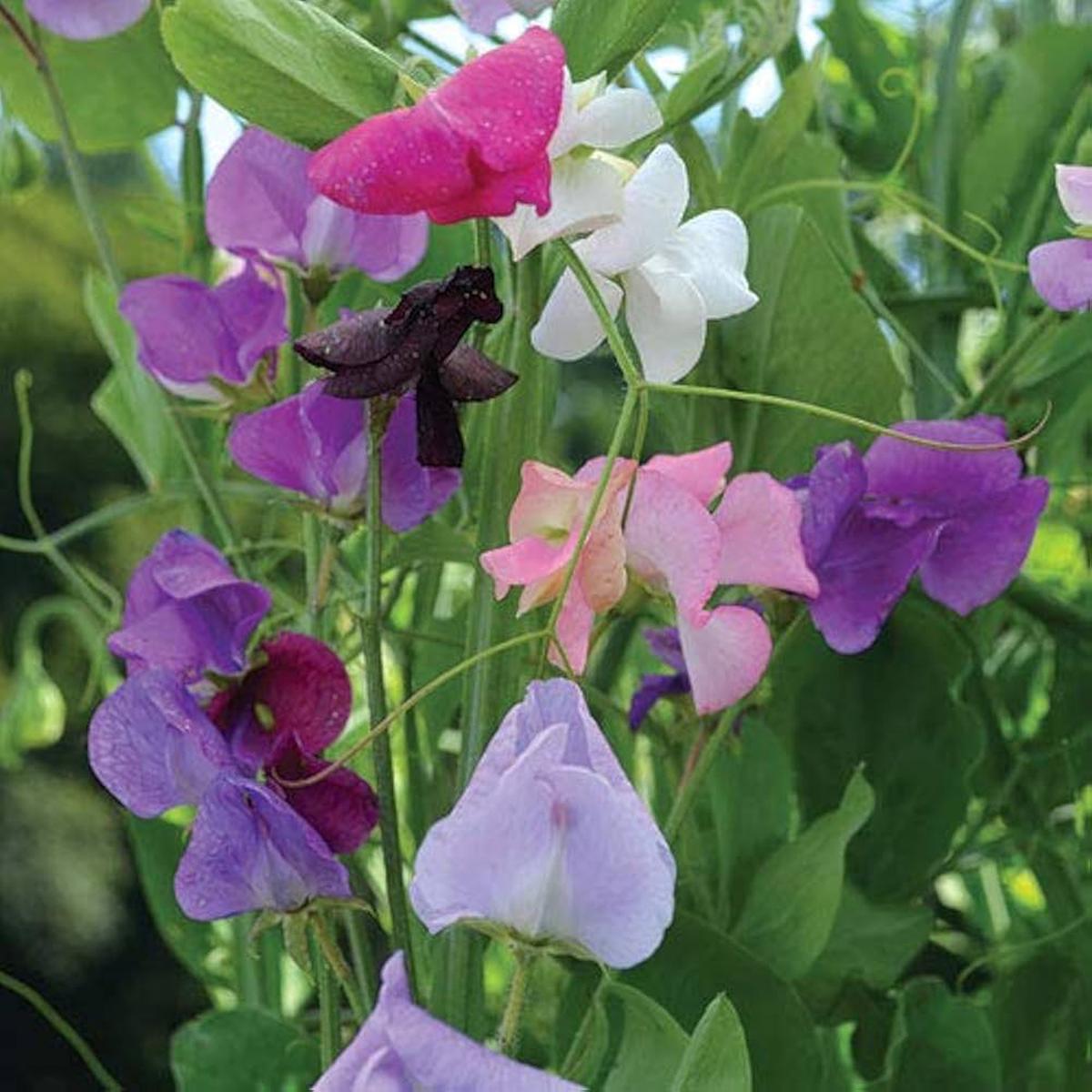 Sweet Pea Mixed F1 Hybrid Seeds Colorful Fragrant Climbing Flowers