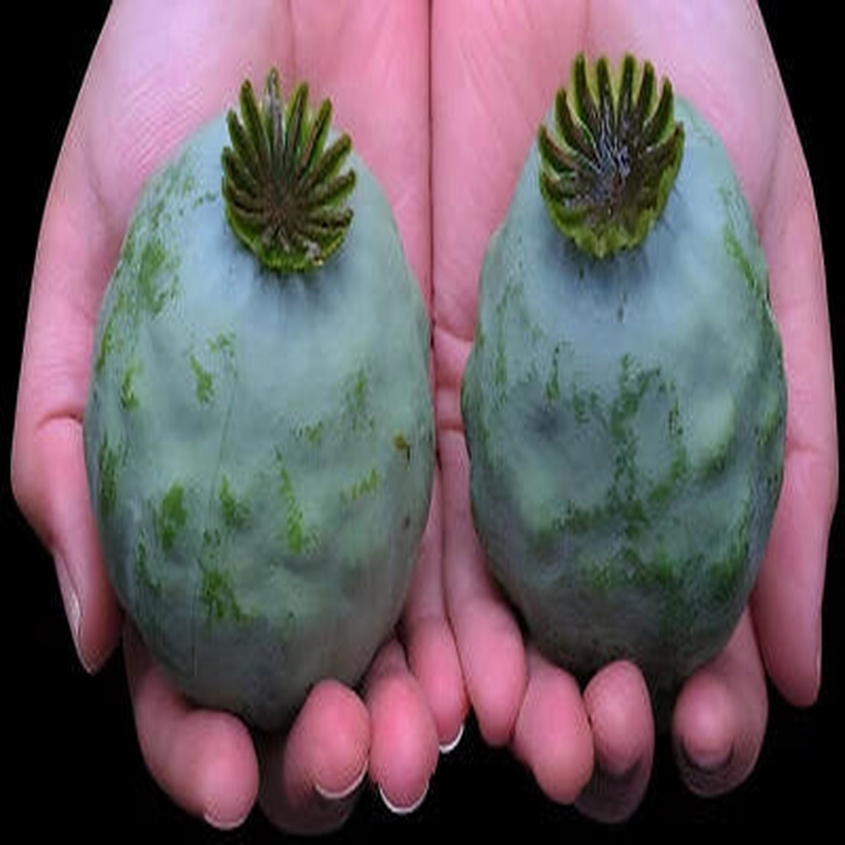 The Giant - Giganteum P Somniferum Poppy Seeds for Planting -HUGE Pink&Purple Blooms Heirloom, Non-GMO
