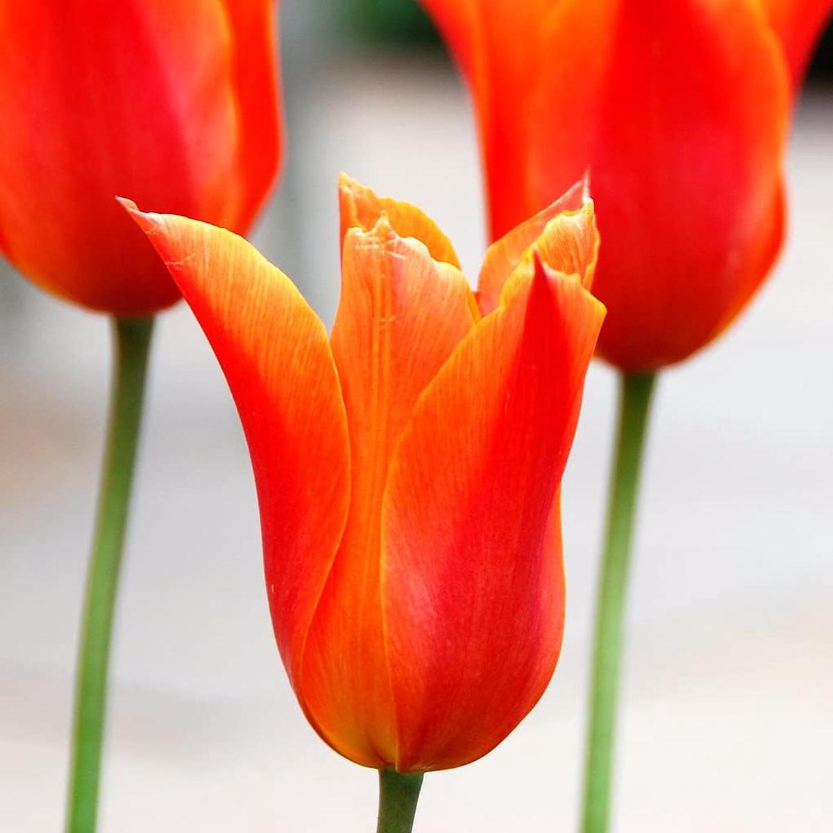 Tulip Orange Flower seeds for Planting - Drought Tolerant, Heirloom & GMO Free Seeds for Home Garden