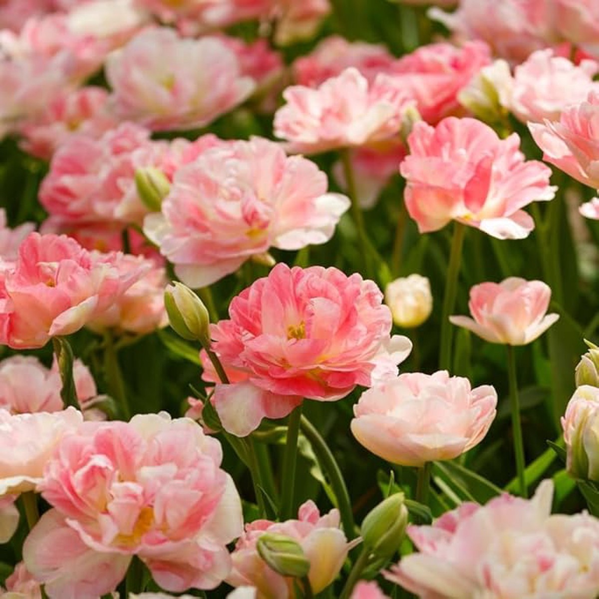 Tulip Tulipa Gesneriana Double Flower For Planting In Home Garden Or Spring Garden Beds Flower