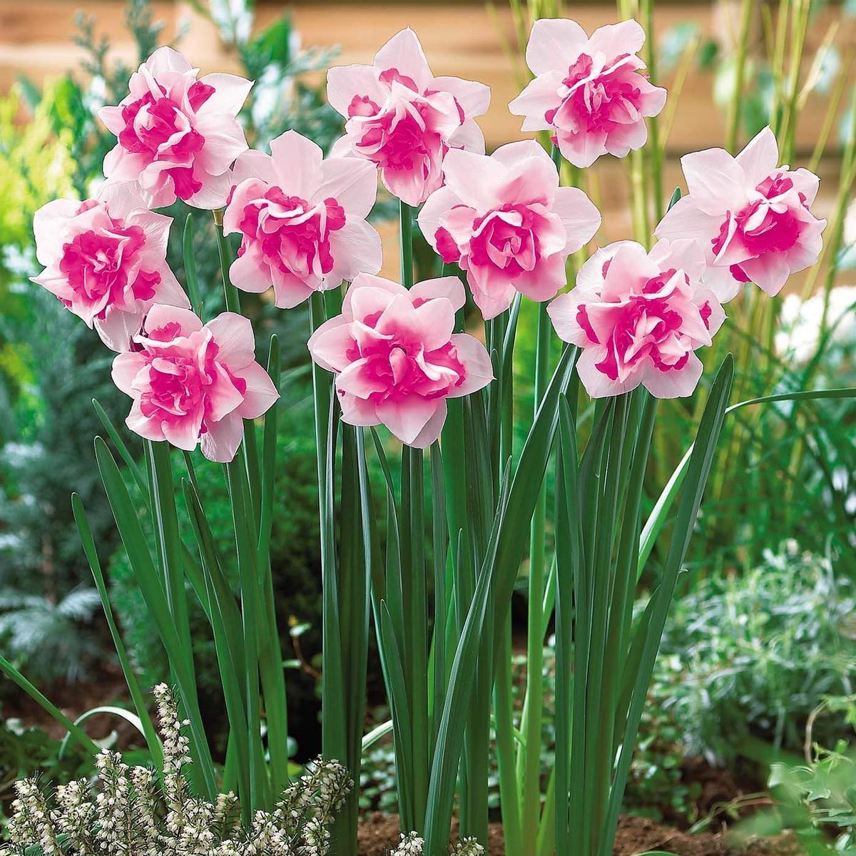 Vibrant Daffodil Flower Seeds for Planting: Pink & White for Stunning Garden Displays