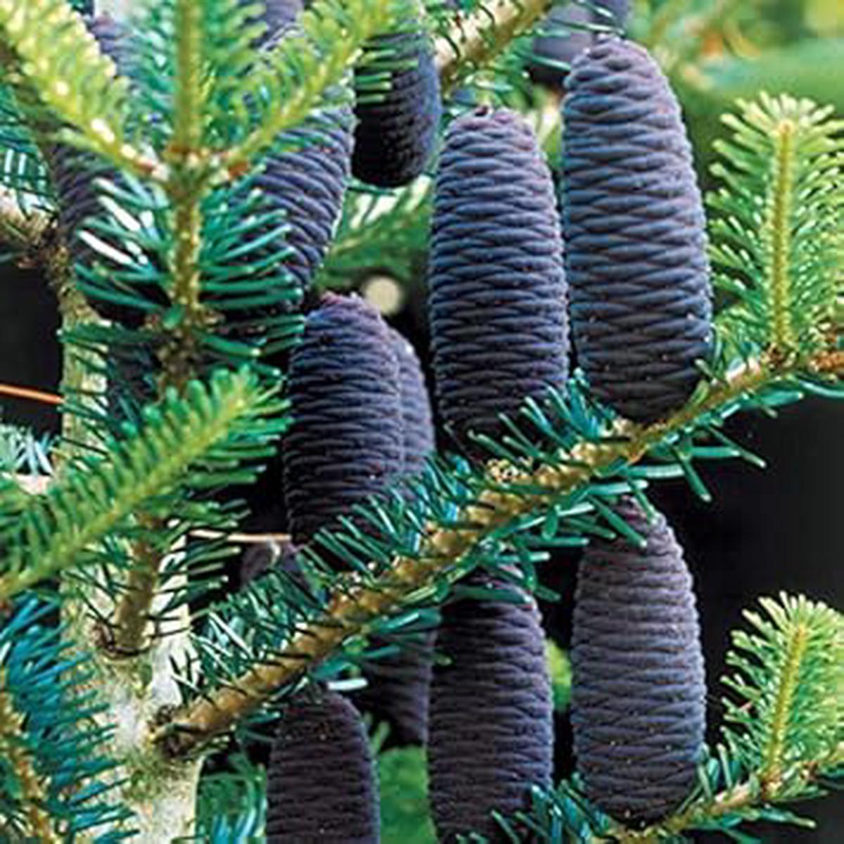 Violet Abies Flower Seeds for Planting Heirloom, Non-GMO, High Germination Organic Garden Seeds