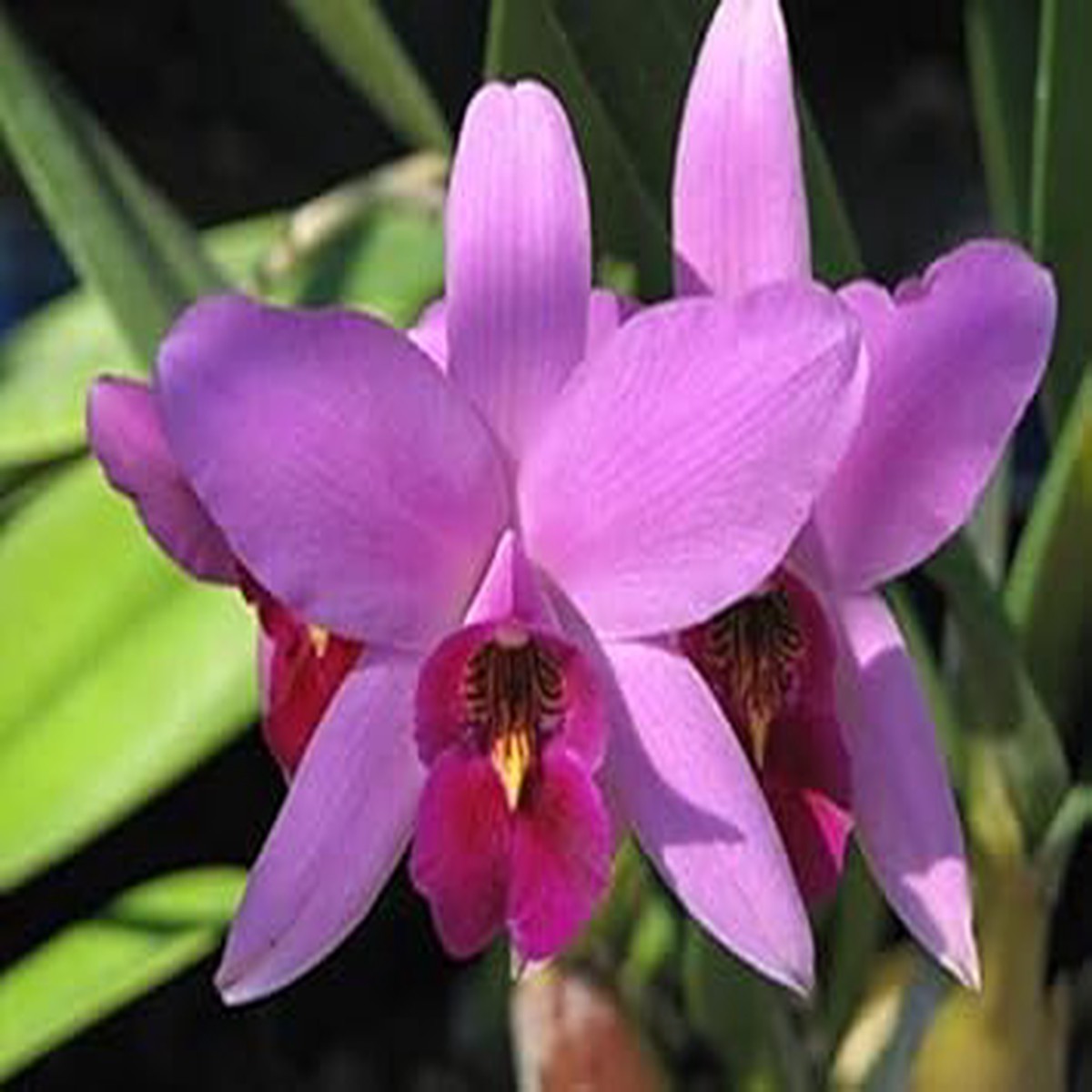 Violet Cattleya Seeds for Planting Organic Heirloom Non-GMO High Germination Flower Seeds