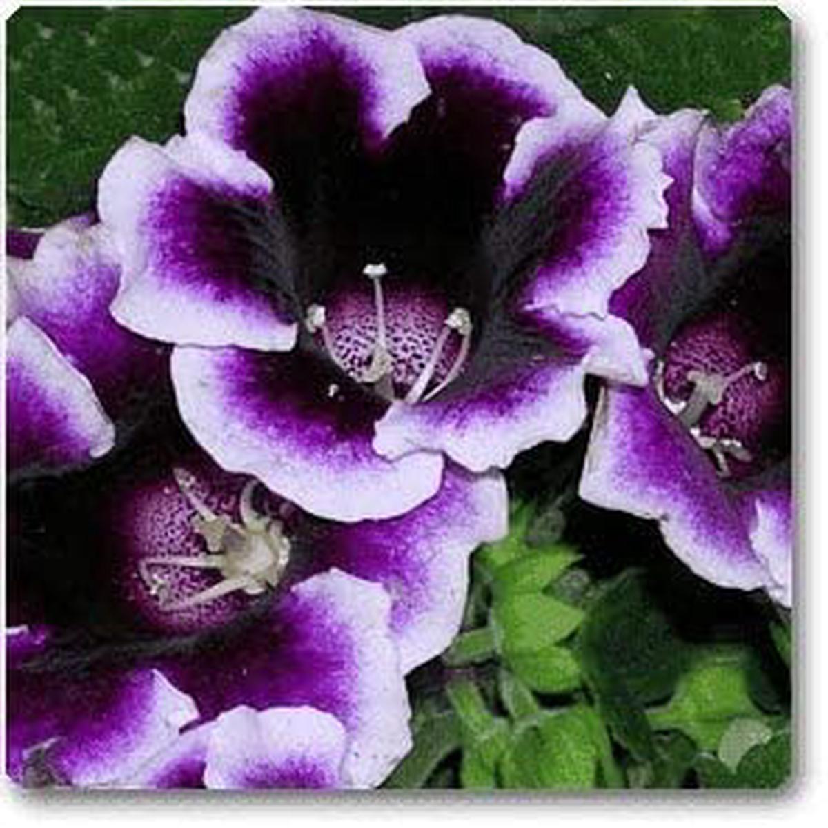 Violet & Orange Gloxinia Flower Seeds for Planting Heirloom, Non-GMO, Organic Garden Seeds with High Germination