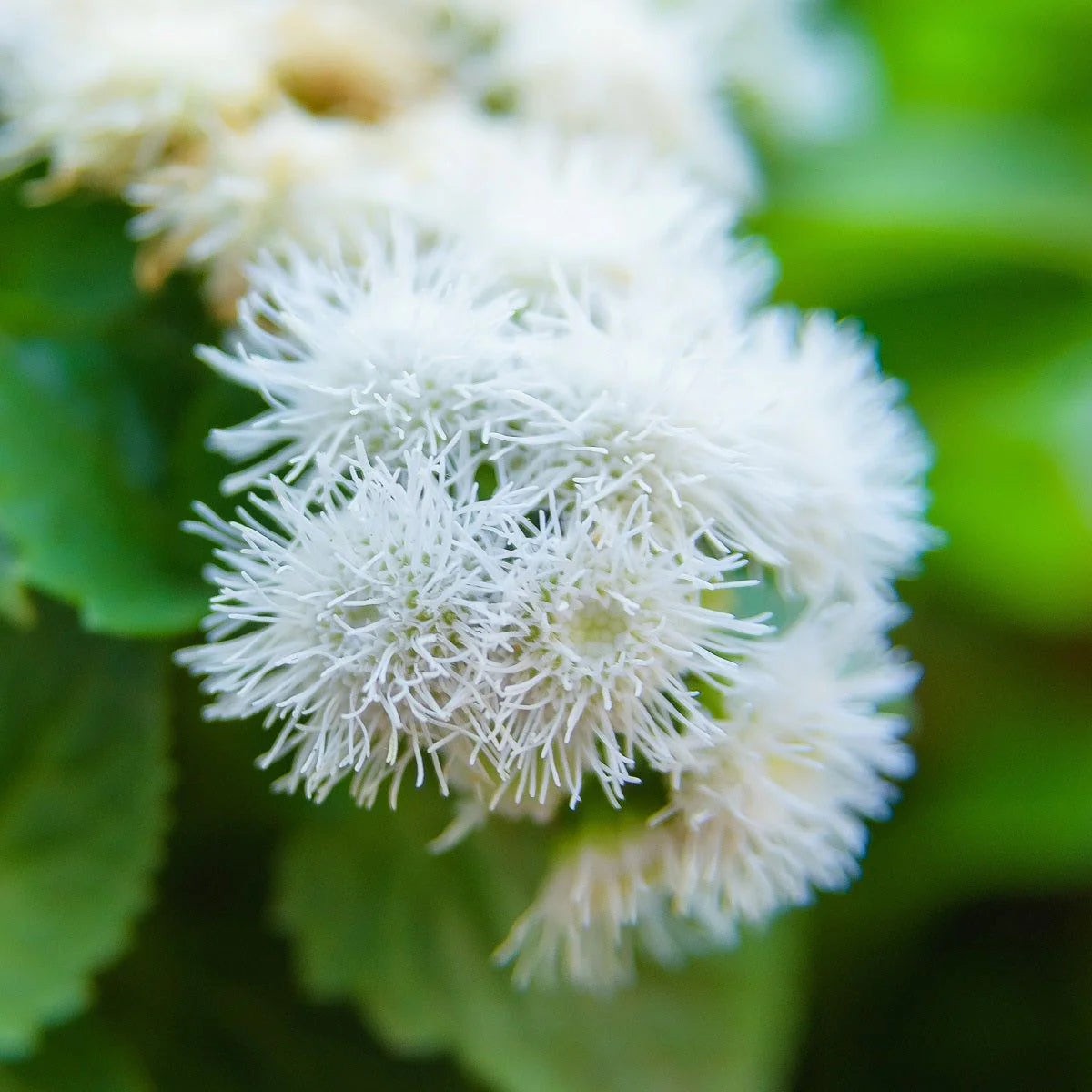White Ageratum Ball Flower For Planting Heirloom Non Gmo Garden Flower Seeds for Home Garden
