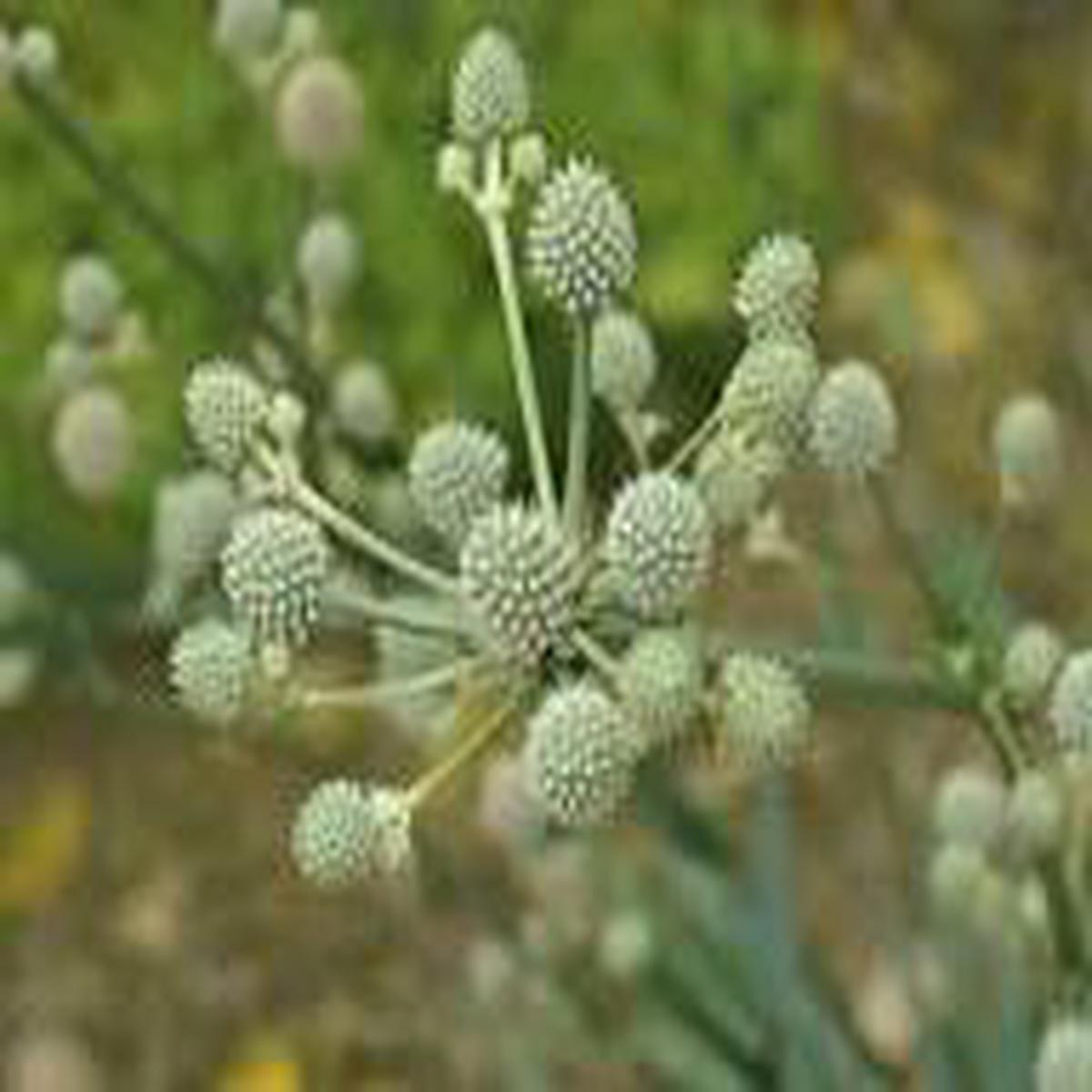 White Rattlesnake Master Flower Seeds for Planting - Colorful Display, Heirloom, Non-GMO & High Germination Garden Seeds, 100pcs