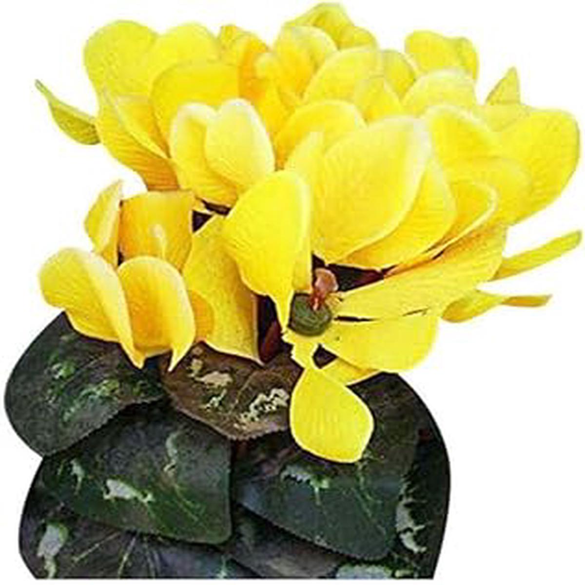 Yellow Cyclamen Seeds for Planting Organic, Heirloom, Non-GMO Flower Seeds