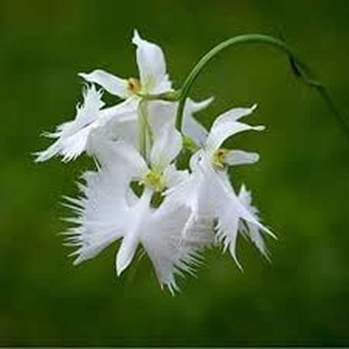 Aigrette Orchid Plant Seeds Heirloom Non-GMO Seeds for Planting | High Germination Organic Garden Seeds