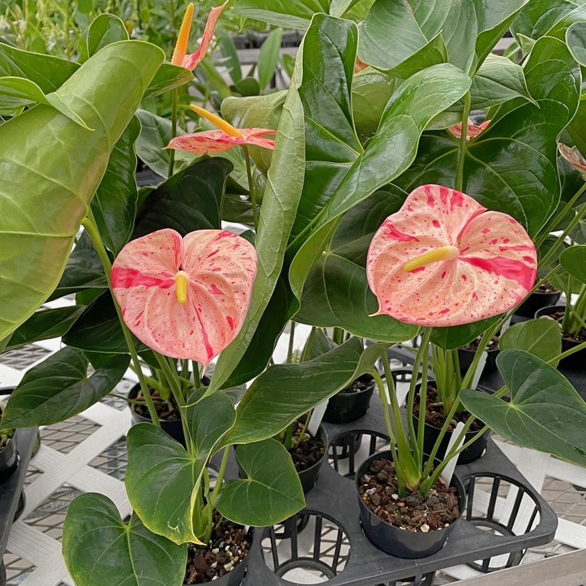 Anthurium Bonsai Flower Seeds for Planting - Colorful, Heirloom, Non-GMO, High Germination Organic Garden Seeds