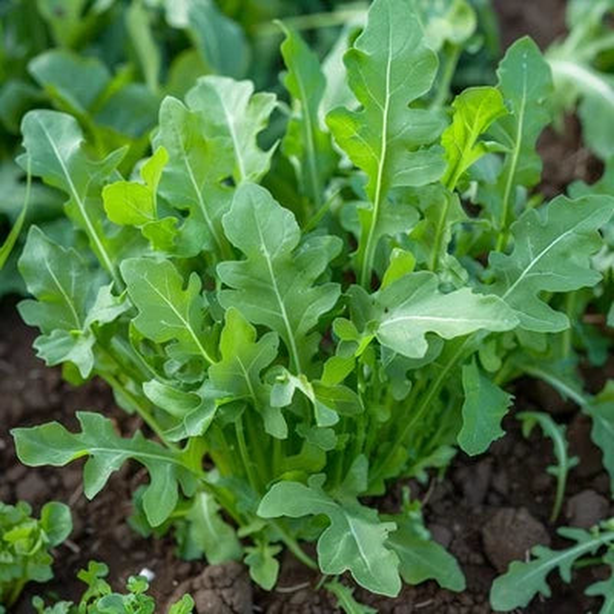 Arugula Planting Roquette Heirloom Non Gmo Fast Growing Flower Seeds Home Garden Planting,