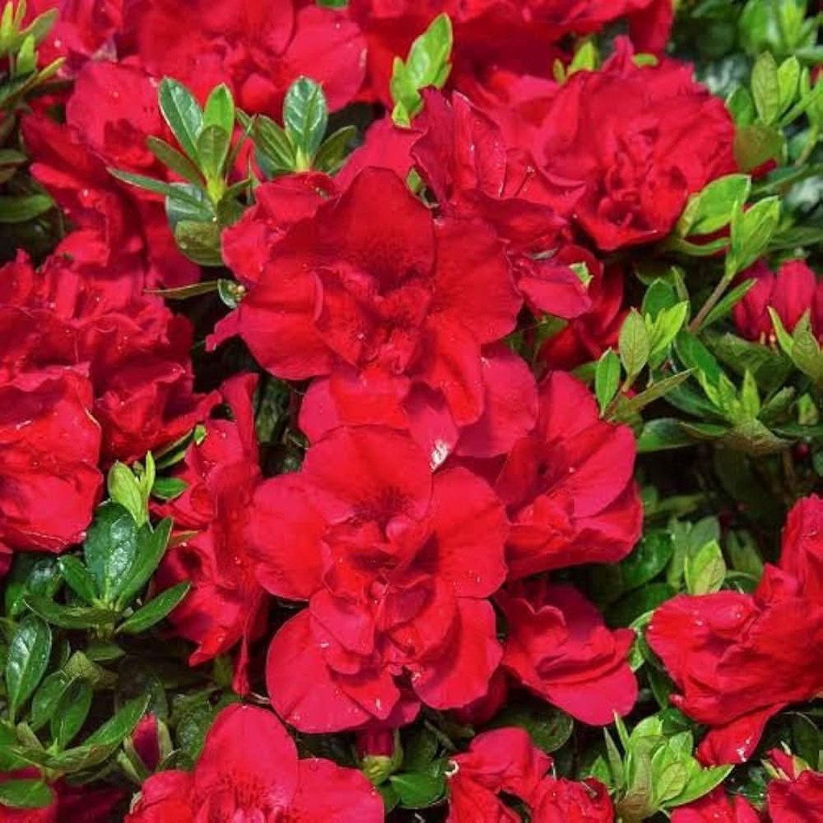 Azalea Rainbow Rhododendron Japanese Cherry Like Flower Flower Seeds for Home Garden Planting,