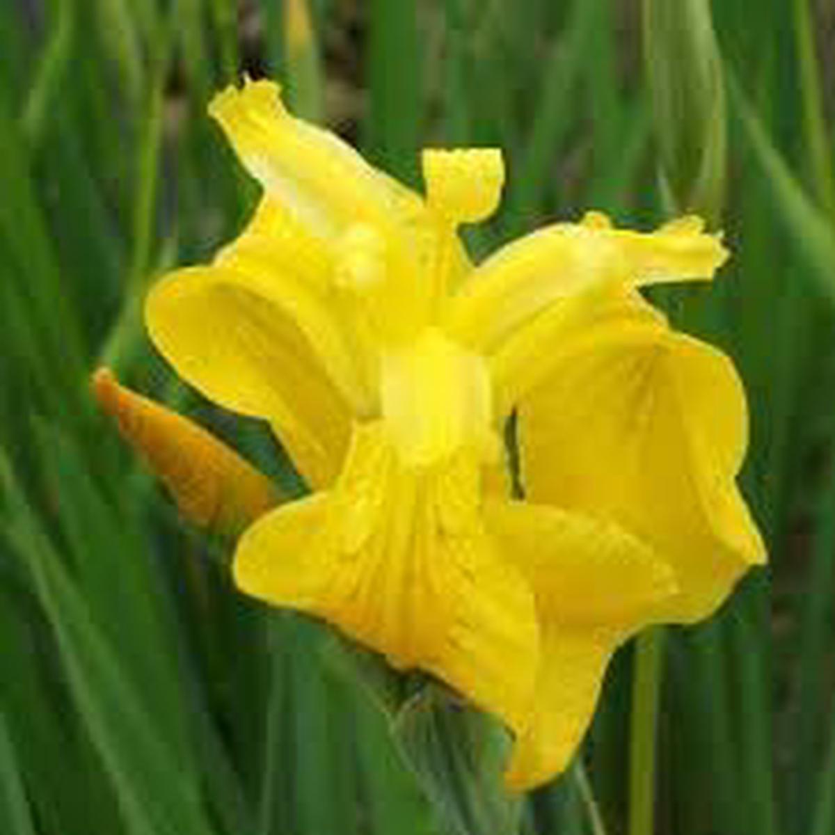 Bearded Flower seeds for Planting - Vibrant Colors, Heirloom & GMO Free Seeds for Home Garden