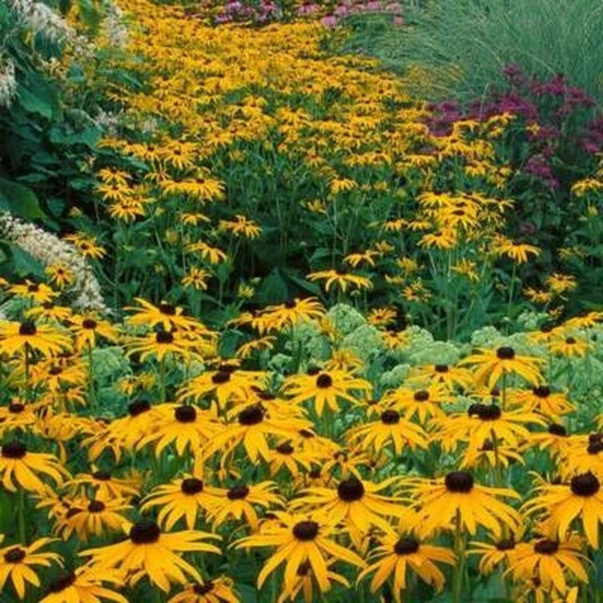 Black Eyed Susan Perennial Rudbeckia Native Wildflower Usa Non Gmo Heirloom Flower Seeds Home