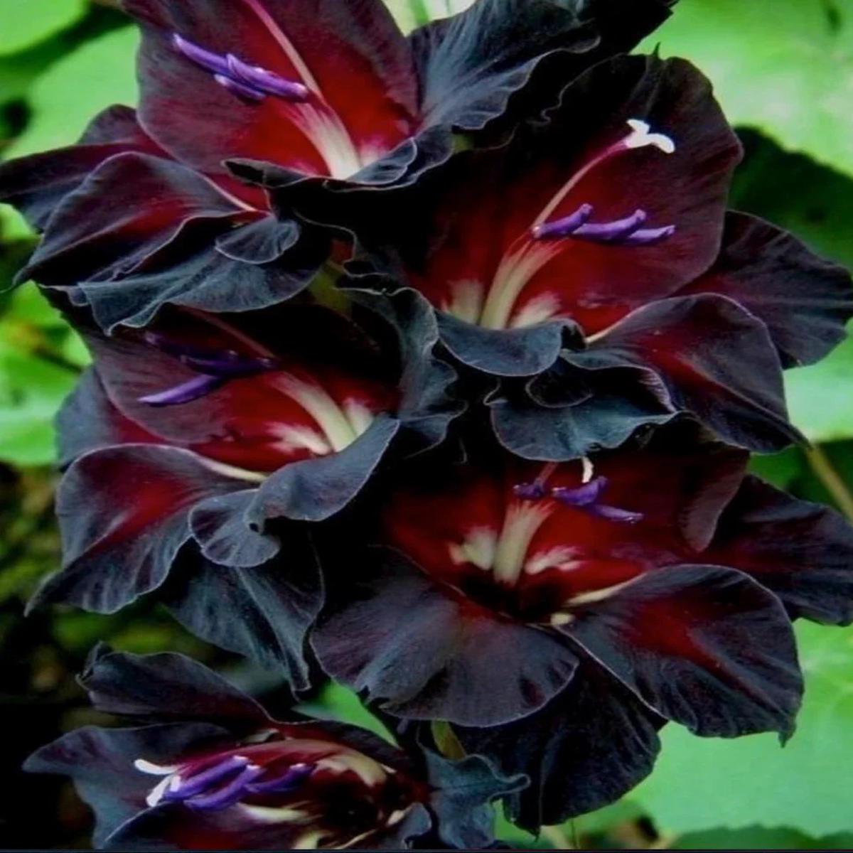 Black Gladiolus Flower seeds for Planting Fragrant Blossoms Heirloom & GMO Free Seeds for Home Garden