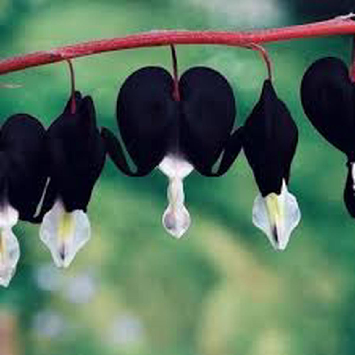 Black Heart Flower Seeds for Planting  Heirloom, Non-GMO, High Germination Organic Garden Seeds