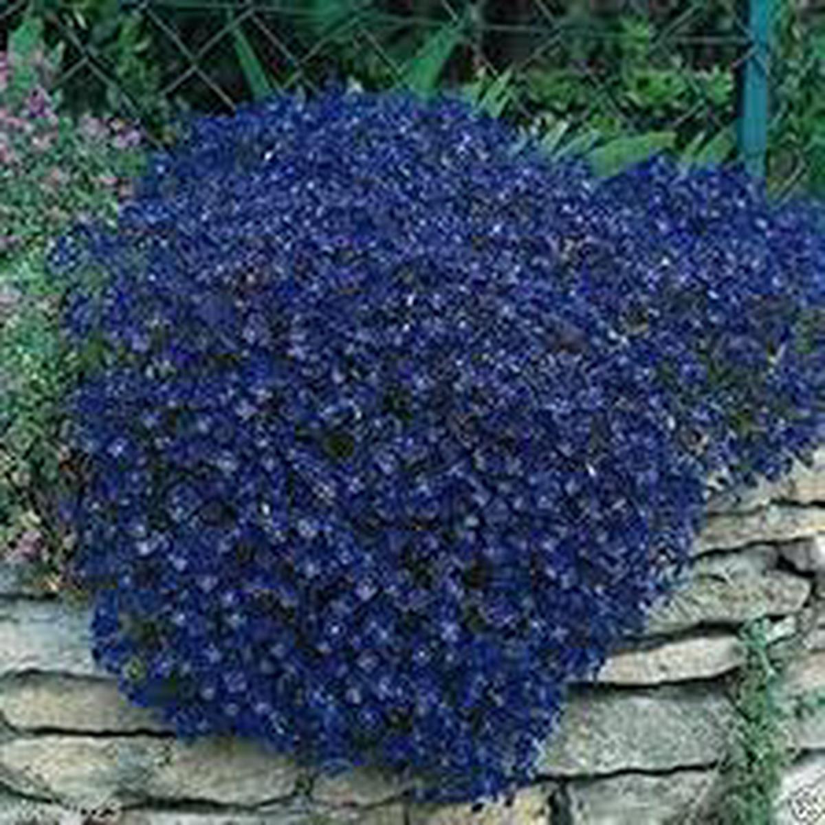 Blue Aubrieta Rock Cascade Flower Seeds for Planting  Heirloom, Non-GMO, High Germination Organic Garden Seeds