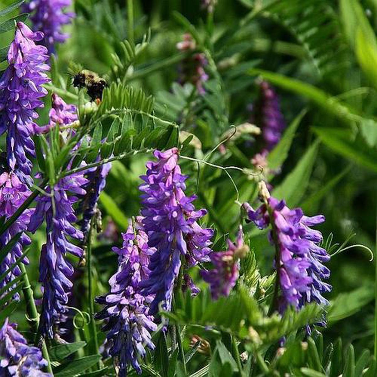 Blue Vetch Flower Seeds for Planting  Heirloom, Non-GMO, Shade Tolerant, High Germination Organic Garden Seeds