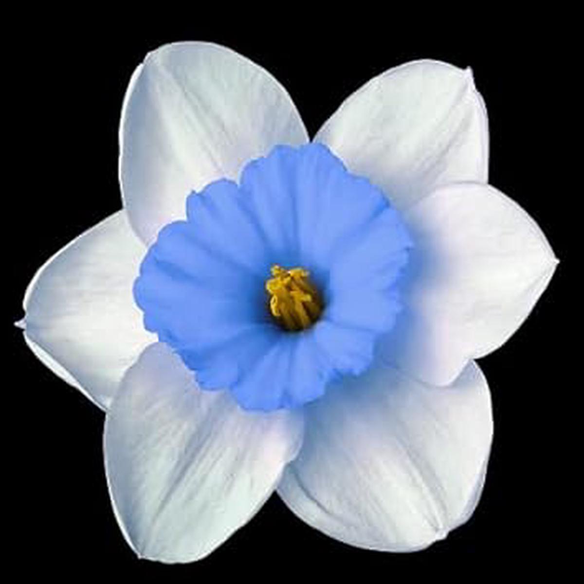 Blue White Daffodil Flower Seeds for Planting  Heirloom, Non-GMO, Vibrant Blooms