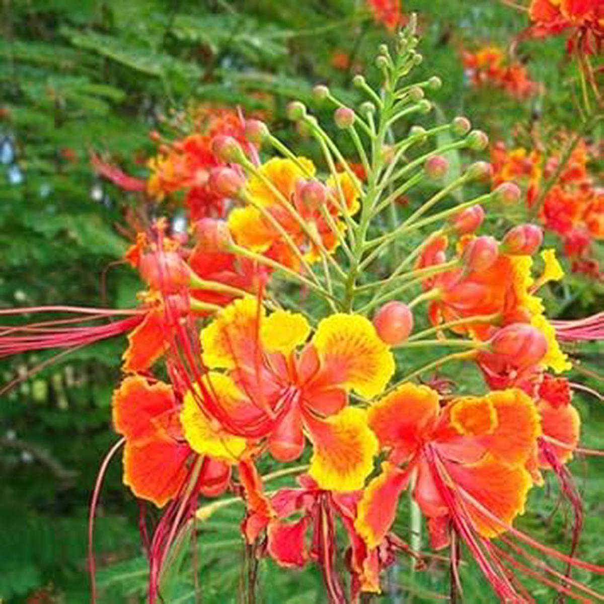 Caesalpinia Pulcherrima Flower Seeds Heirloom Non GMO Planting - 100 pcs