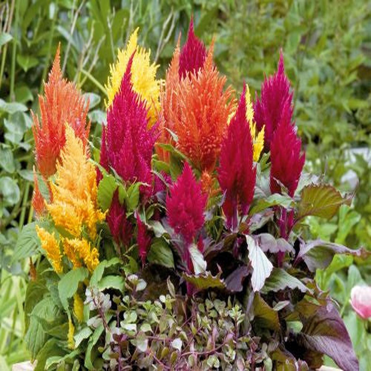 Celosia Fashion Look  Heirloom, Non-GMO, High Germination Organic Garden Seeds