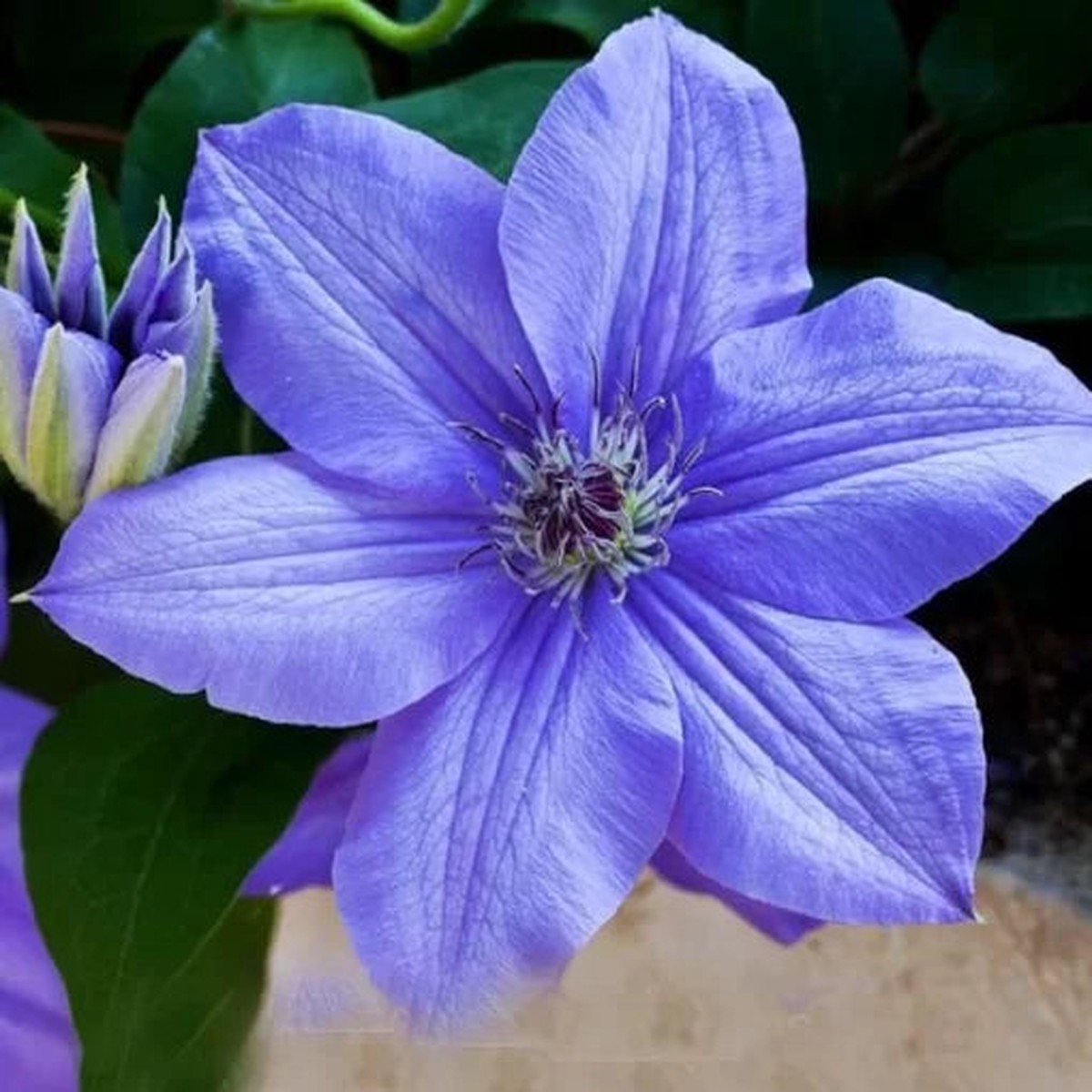 Clematis Bonsai Seeds | Beautiful Climbing Perennial Flowers Heirloom, Non-GMO, High Germination Organic Garden Seeds