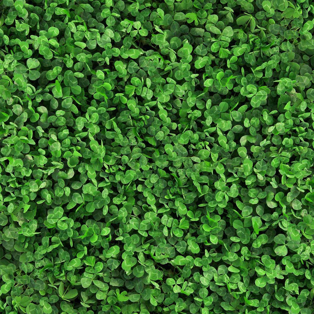 Clover Seeds - Microclover Seeds