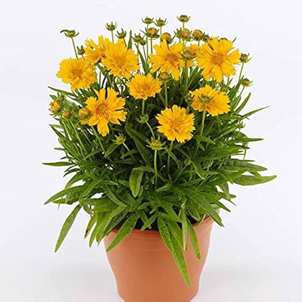 Coreopsis tripteris Tall Tickseed Seeds for Planting Flower Garden Seeds