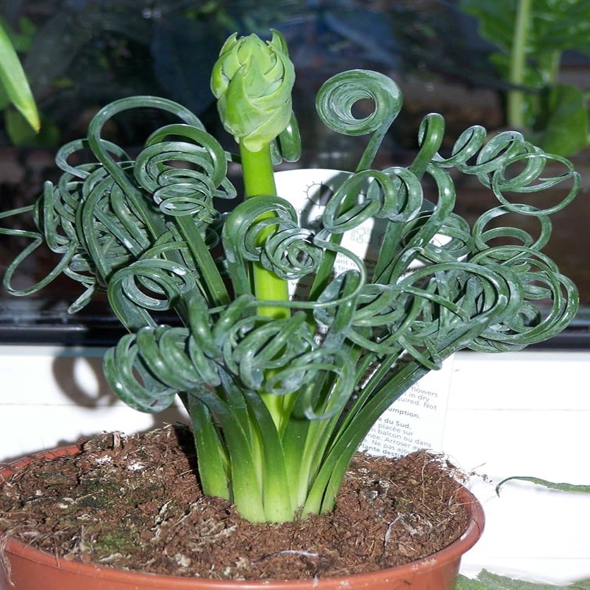 Curly Twisted Flower seeds for Planting - Perfect for Borders, Heirloom & GMO Free Seeds for Home Garden