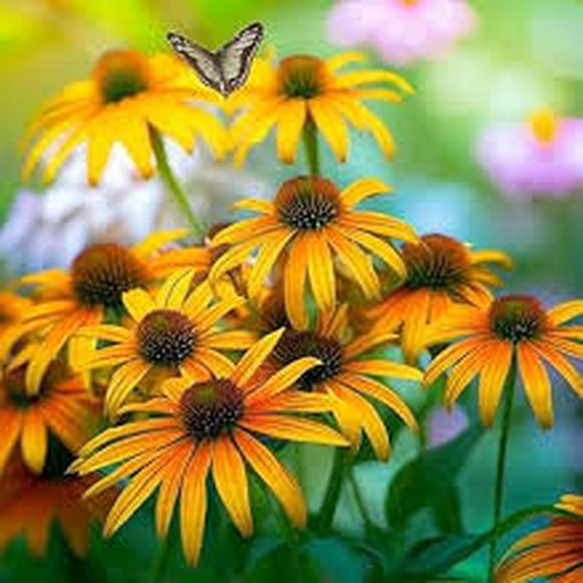 Cutleaf ConeFlower Seeds for Planting  Heirloom, Non-GMO, High Germination Organic Garden Seeds