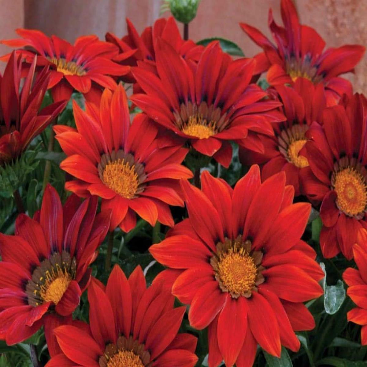 Dark Red Gazania Heirloom Non-GMO Seeds for Planting  High Germination Organic Garden Seeds
