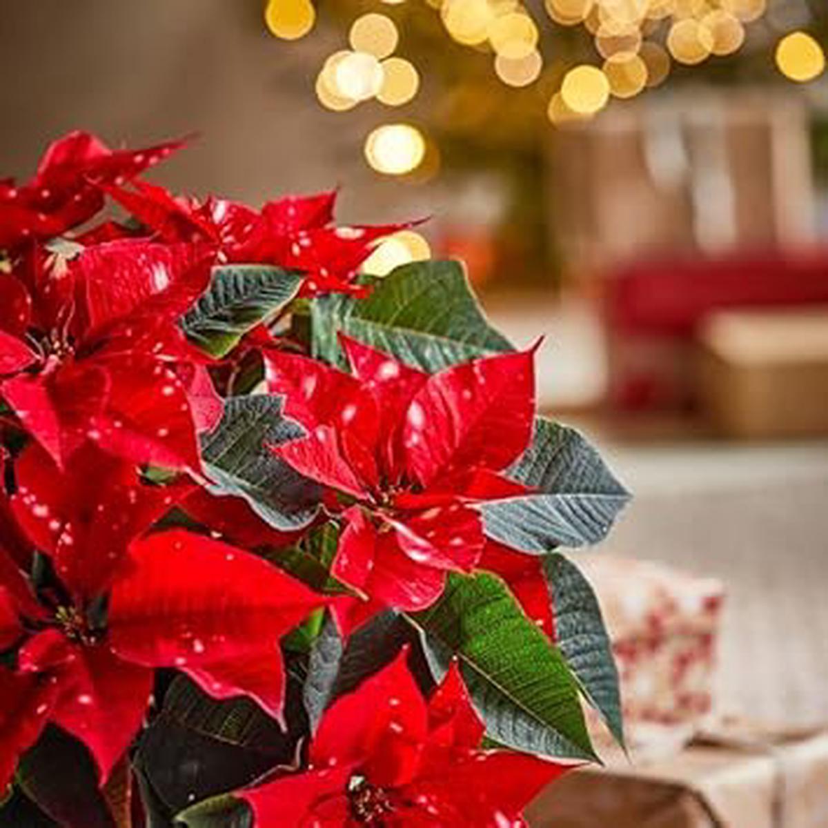 Deep Red Poinsettia Flower seeds for Planting - Sun Loving, Heirloom & GMO Free Seeds for Home Garden