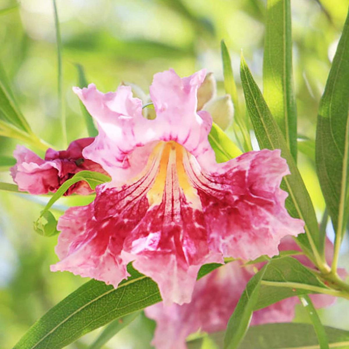 Desert Willow Chilopsis linearis Flower Seeds for Planting in Landscape and Garden