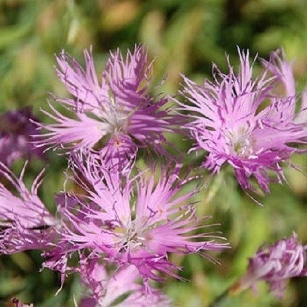 Dianthus Superbus Flower For Planting Flower Seeds for Home Garden Planting, Landscape Organic