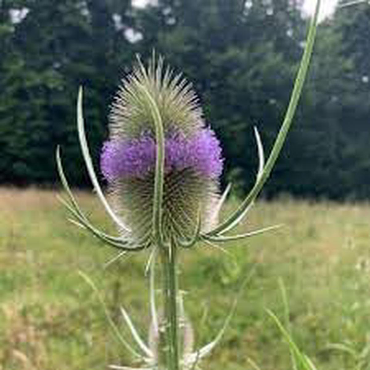 Dipsacus Plant Seeds for Planting Heirloom, Non-GMO, Organic Garden Seeds, High Germination