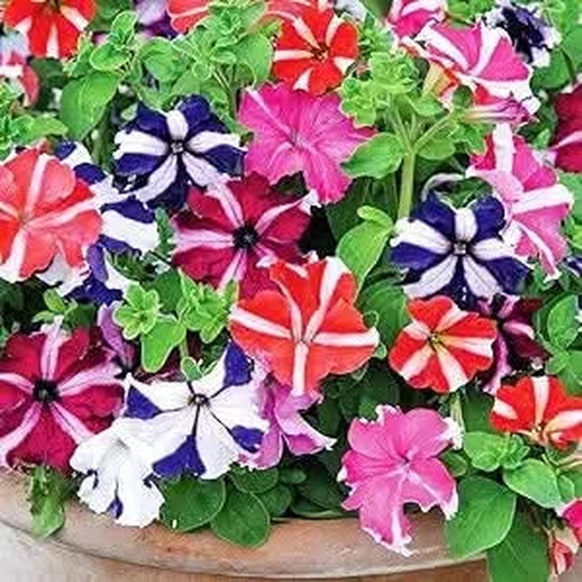 Double Petal Petunia Flower For Indoor Outdoor Flower Seeds for Home Garden Planting, Vibrant