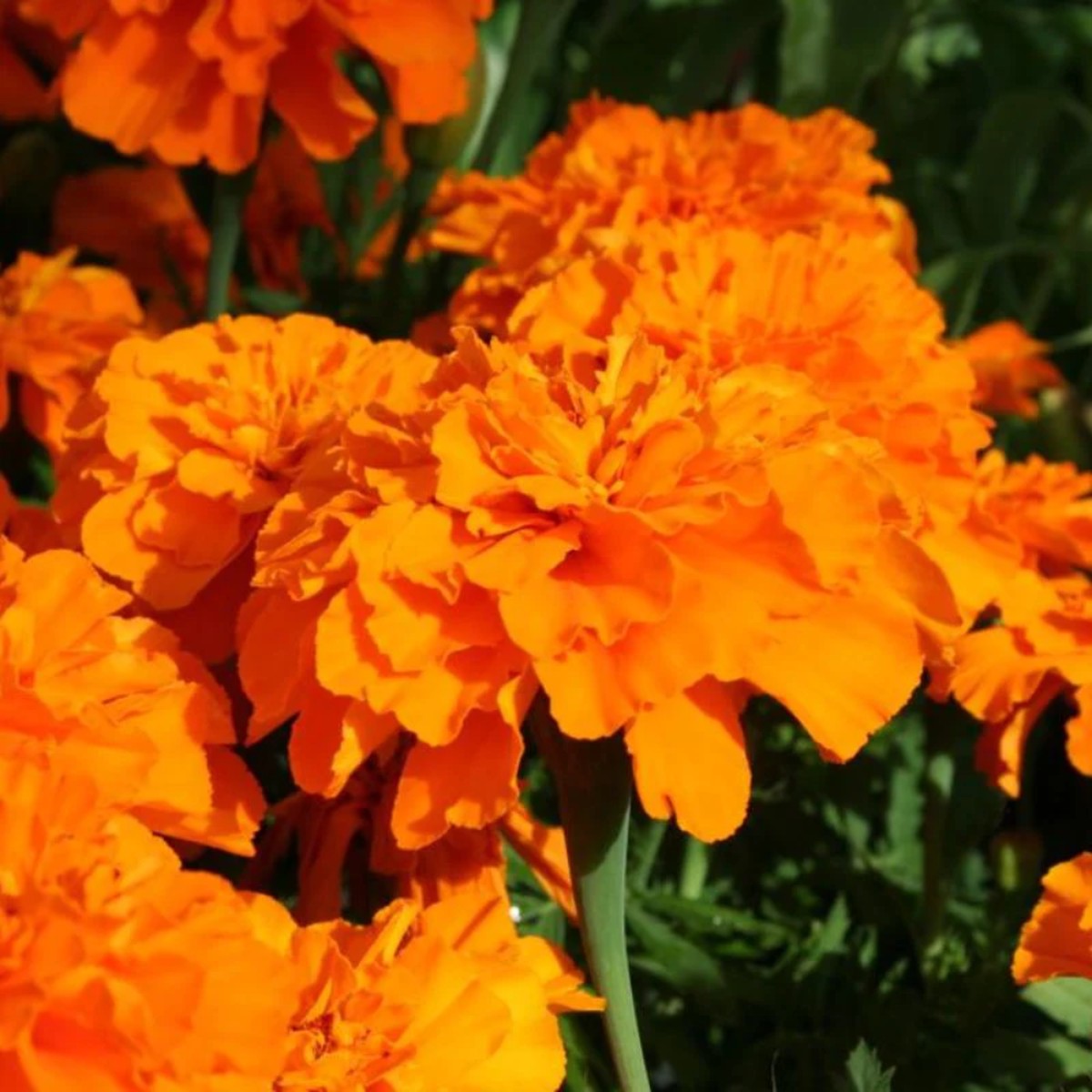 French Marigold 'Safari Tangerine' Seeds for Planting Heirloom, Non-GMO, Easy to Grow, Annual