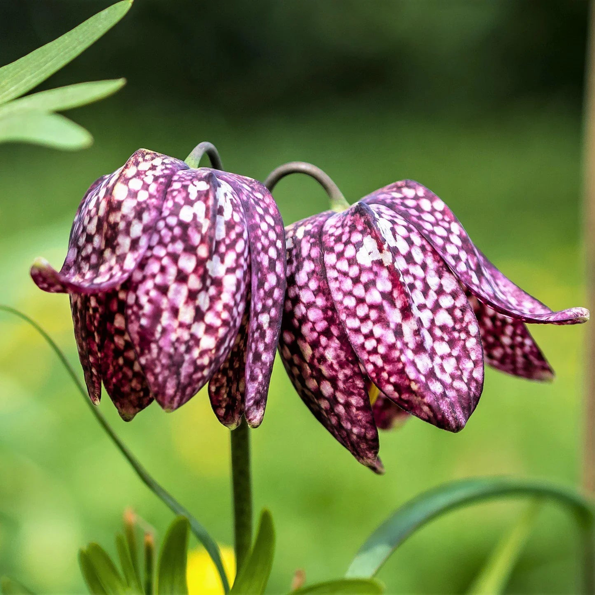Fritillaria Flower Seeds for Planting - Unique Bell-Shaped Blooms
