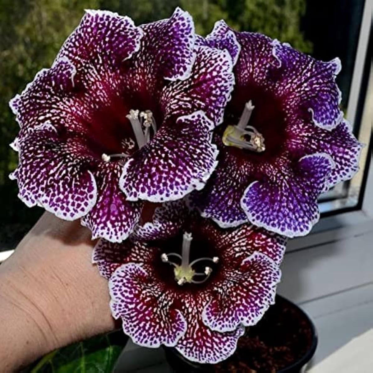 Gloxinia Sinningia Speciosa Mixed Flower Seeds