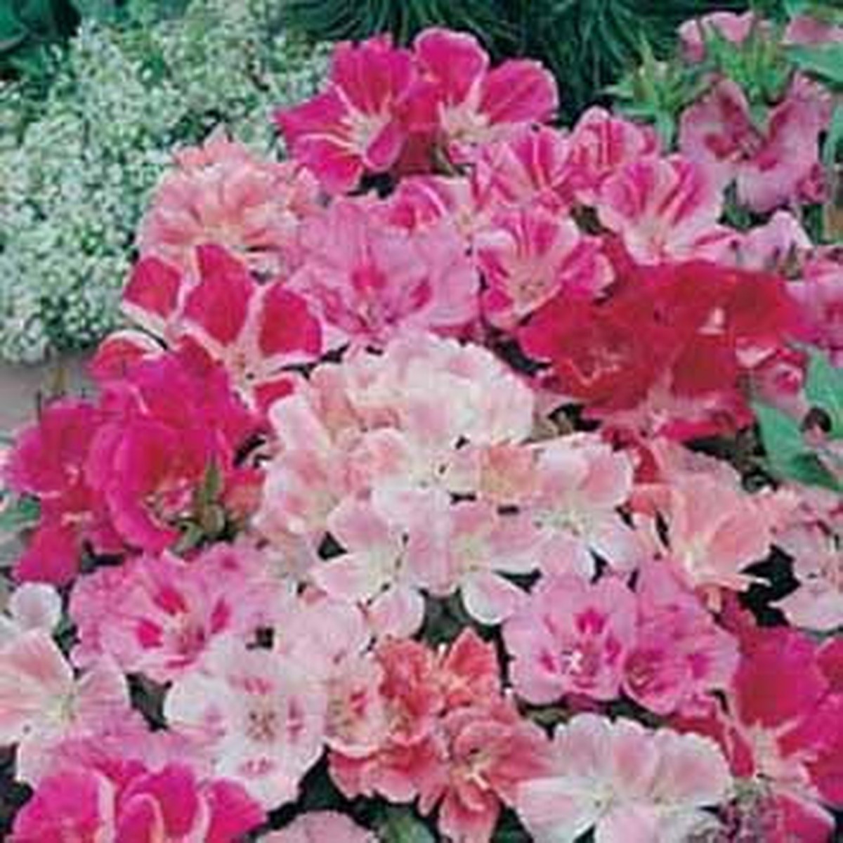 GODETIA Dwarf Jewel Mixed